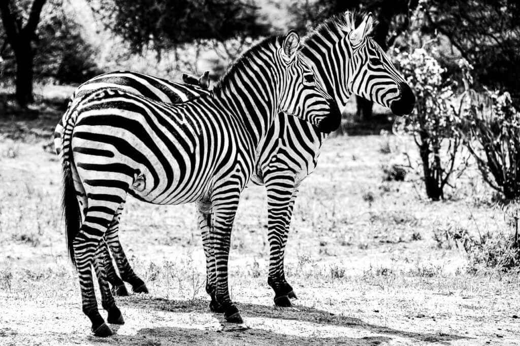 Couples : une photographie captivante c&eacute;l&eacute;brant l'amour et l'harmonie entre z&egrave;bres et travailleurs &agrave; bec rouge.