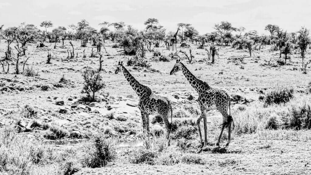 Longiligne, une photo en noir et blanc capturant la majest&eacute; des girafes dans la savane africaine du parc de Serengeti.