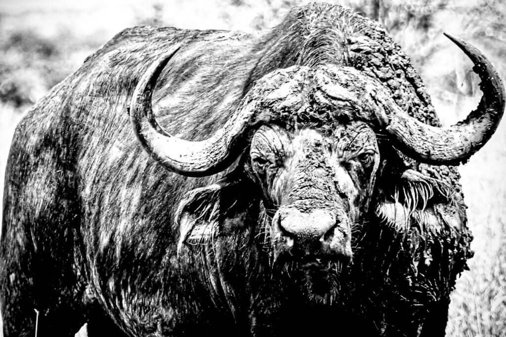 D&eacute;couvrez T&rsquo;es s&ucirc;r ?, une photo noir et blanc captivante d&rsquo;un buffle imposant. Cette image saisit la puissance brute et le regard intense de l&rsquo;animal, cr&eacute;ant une ambiance riche en contrastes.