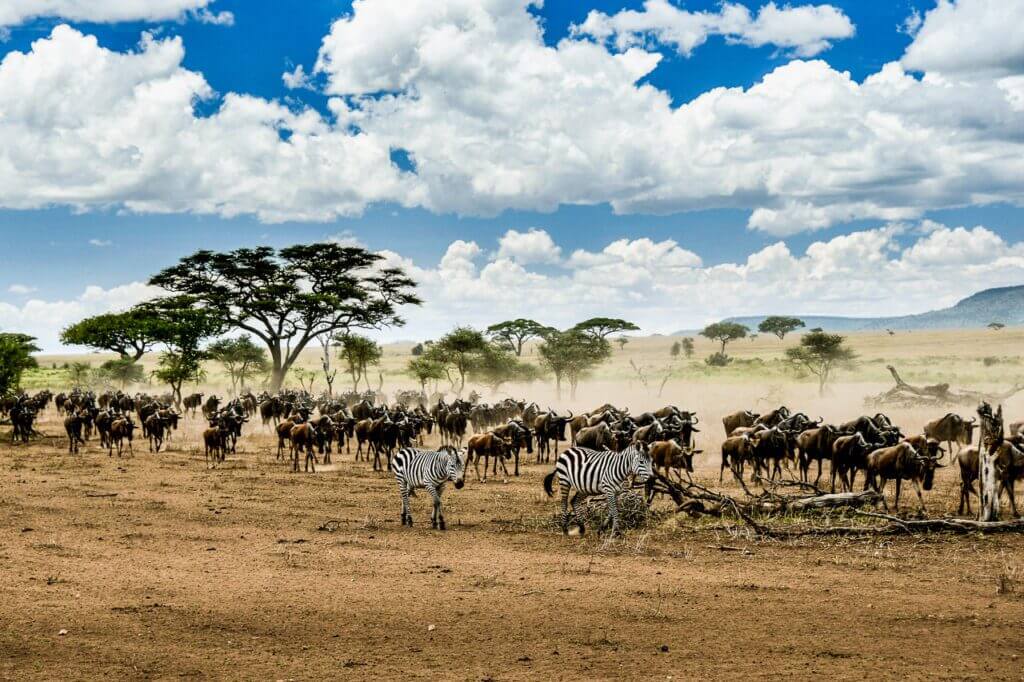 Explorez Vigiles, une photographie saisissante capturant la grande migration en Tanzanie. Ce clich&eacute; illustre la symbiose fascinante entre gnous et z&egrave;bres