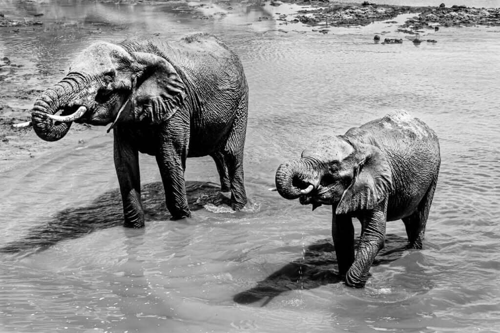 Telle M&egrave;re Telle Fille,Capture &eacute;mouvante d'une m&egrave;re et sa fille &eacute;l&eacute;phants au Tarangire, Tanzanie. Une image de libert&eacute; et d'amour.