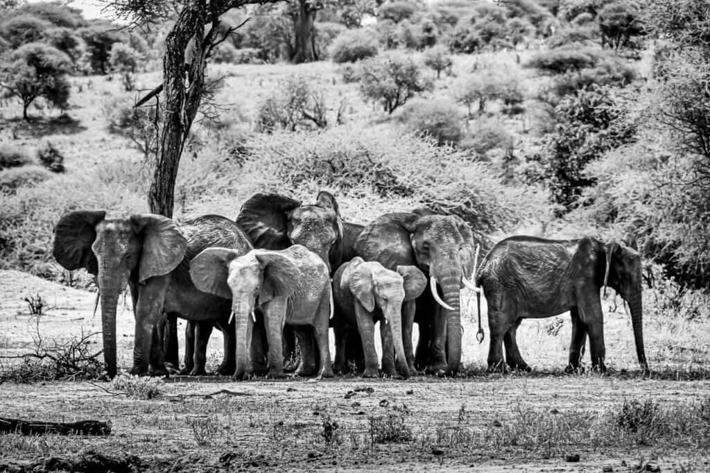 &Agrave; l'ombre, une photo en noir et blanc capturant une famille d'&eacute;l&eacute;phants dans le parc de Tarangir.
