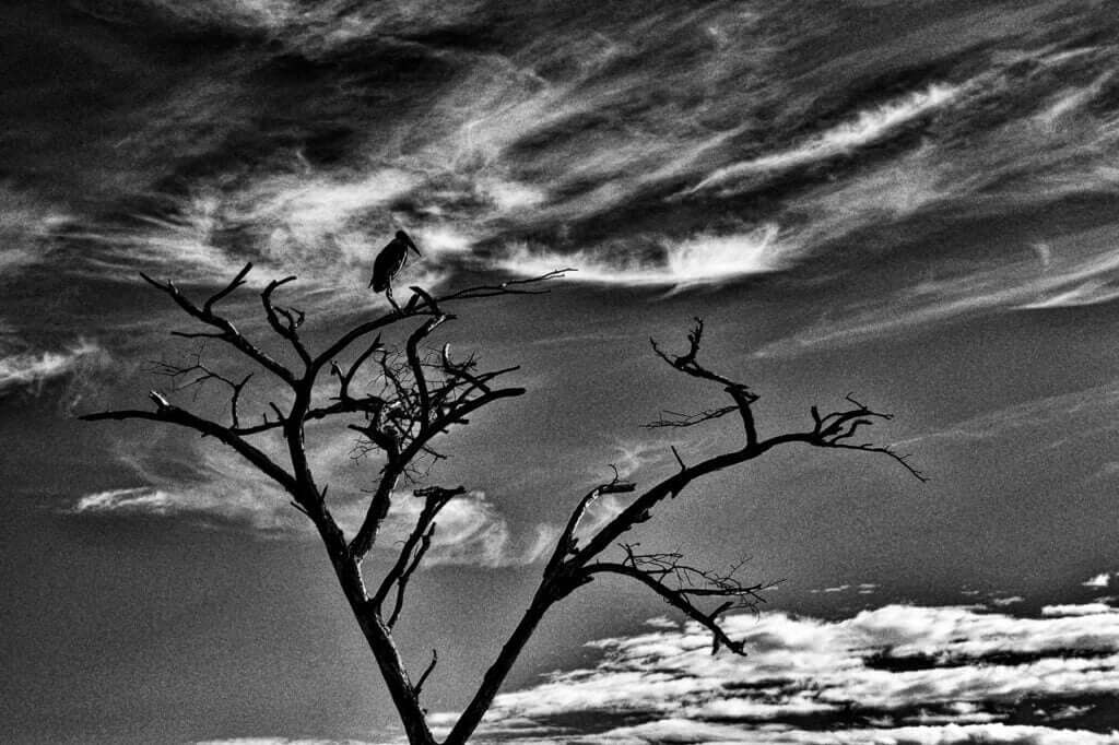 Patience, photographie en noir et blanc d'un marabout guettant au sommet d'un arbre mort.