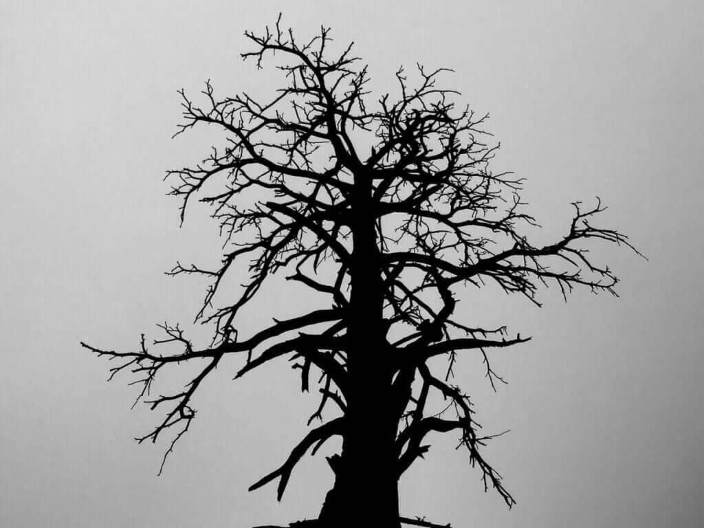 Eien no ki 4 Eien no Ki 4, un arbre mort au Maroc, imposant et rayonnant