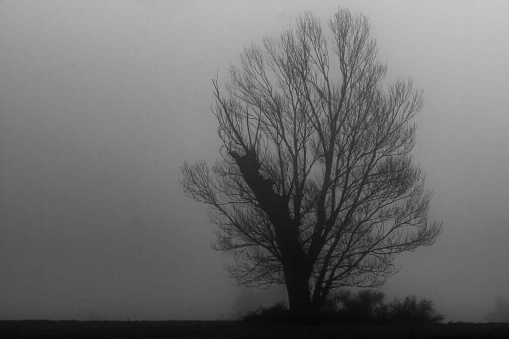 Eien No Ki 1 Découvrez l'histoire captivante de l'Arbre Éternel dans la série "Eien no Ki". Plongez dans un monde où l'ordinaire se transforme en émotions intenses.