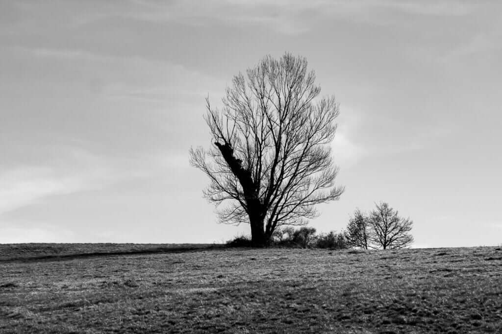 Eien No Ki 7 Eien no Ki 7 offre une vision en noir et blanc de l'Arbre Éternel, invitant les spectateurs à apprécier la simplicité et la beauté brute de la nature. Cette photo apportera une touche de calme et de sérénité à votre espace, tout en vous rappelant l'importance de voir la beauté dans les choses simples. Laissez-vous inspirer par cette histoire captivante et invitez cette présence résiliente chez vous.