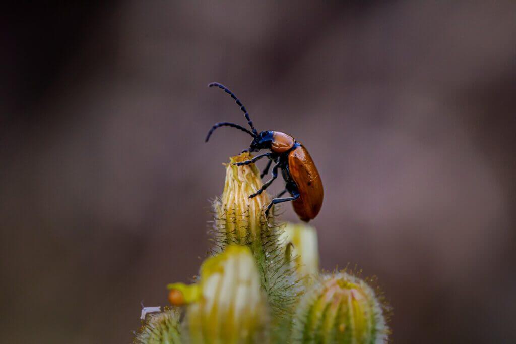 4810 : une photographie artistique captivante de la s&eacute;rie 'Kiguu', illustrant l'ascension triomphante d'un omophlus orang&eacute;.