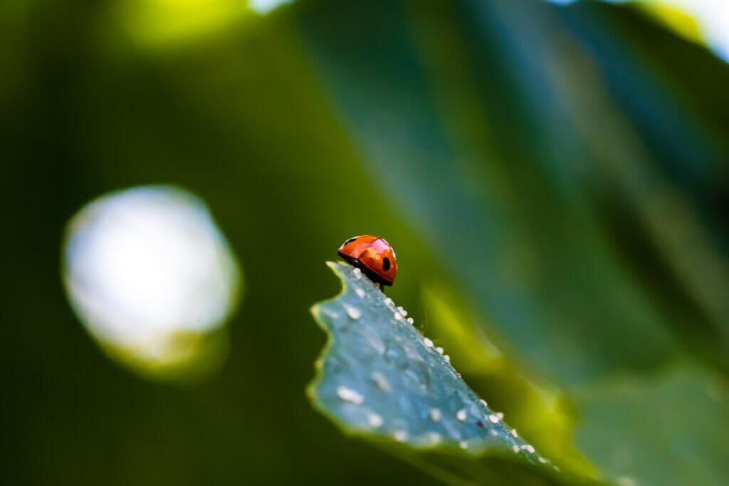 Sur le Fil de Stenpicture illustre l'essence de Kiguu : une coccinelle vibrante de vie sur une feuille, symbole de chance et de beaut&eacute; spontan&eacute;e. Cette &oelig;uvre refl&egrave;te l'art de saisir l'instant, m&ecirc;lant harmonie des couleurs et mouvement naturel.