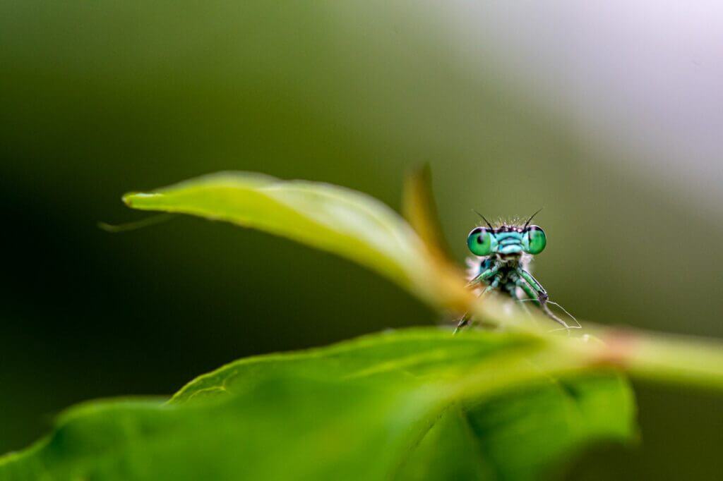 Cette capture unique illustre une rencontre inattendue avec une libellule gracieuse, symbolisant un moment magique de chance et de co&iuml;ncidence. &Eacute;voquant la beaut&eacute; spontan&eacute;e de la nature, 'Coquette' est une invitation &agrave; admirer l'&eacute;ph&eacute;m&egrave;re