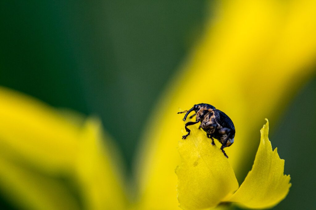 Dans cette capture &eacute;loquente de la s&eacute;rie "Kiguu", "C'est pas moi" incarne un moment magique o&ugrave; nature et hasard se rencontrent. La photographie d&eacute;peint un charan&ccedil;on, surpris sur une fleur jaune &eacute;clatante, dans un jeu de lumi&egrave;re et d'ombre.