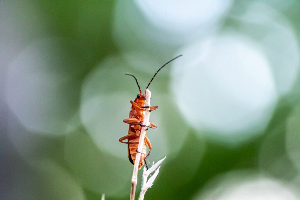 Guetteur, ette photographie artistique illustre la beaut&eacute; surprenante d'un omophlus, magnifi&eacute; dans la lumi&egrave;re dor&eacute;e du Pilat. Une c&eacute;l&eacute;bration de la nature, des rencontres fortuites et de l'instant pr&eacute;sent, cette image incarne l'essence de la chance et des co&iuml;ncidences.
