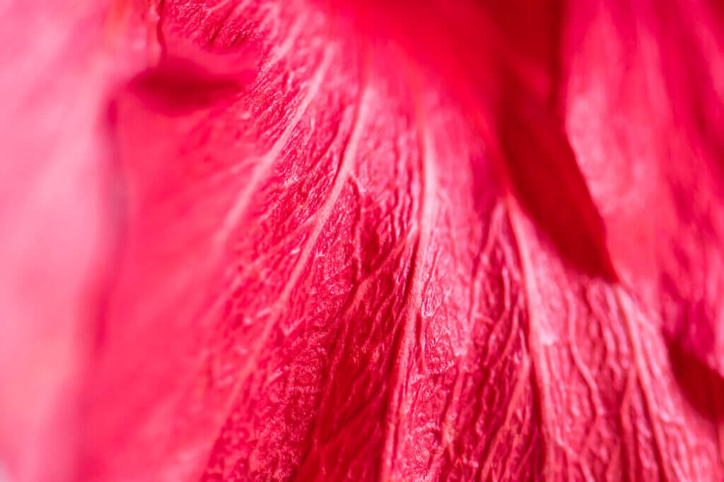 Folia est une photographie de texture qui capture la beaut&eacute; et la dualit&eacute; de l'hibiscus. Cette &oelig;uvre fait partie de la s&eacute;rie Shitsukan, invitant le spectateur &agrave; explorer le monde &agrave; travers la texture et &agrave; ressentir la complexit&eacute; de la nature.