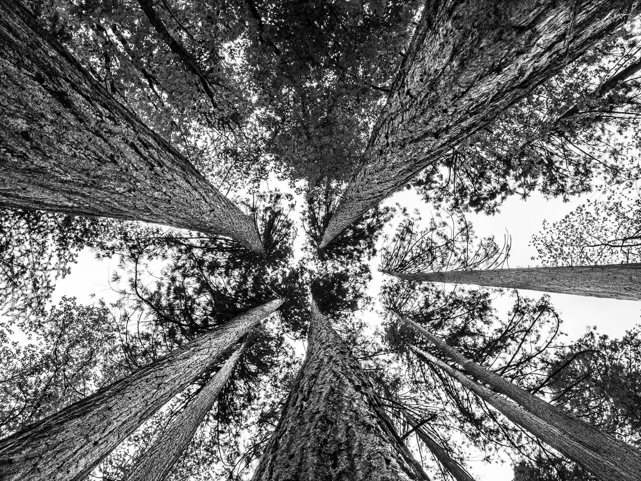 L'image numéro 13 de la série "Eien no Ki" transporte les spectateurs dans le Gouffre d'Enfer, où la nature sauvage révèle des arbres majestueux et harmonieux. En contemplant cette photographie, vous serez fasciné par l'équilibre et la puissance tranquille de ces géants de la forêt, une véritable ode à la beauté et à la magie de la nature.