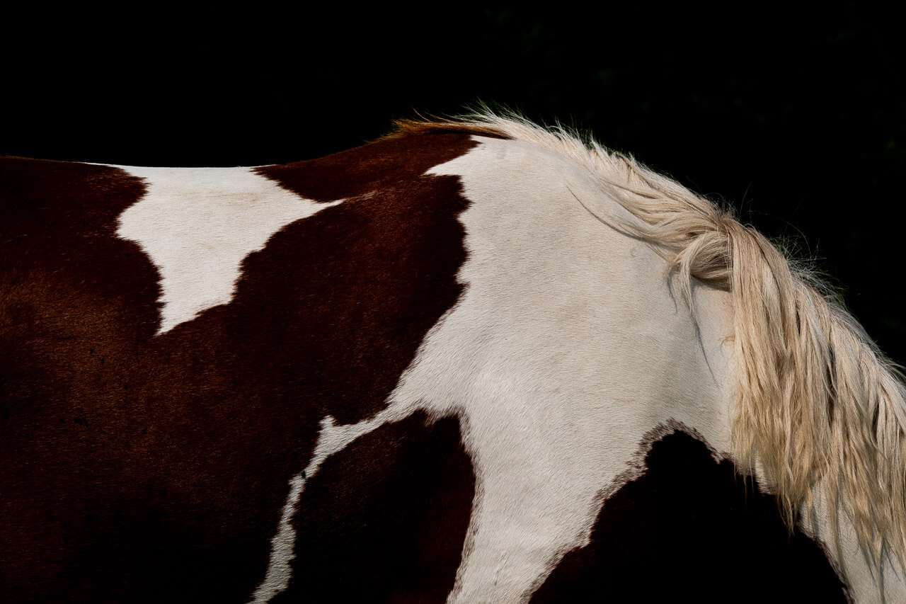 "Marronner" est bien plus qu'une simple photographie de cheval. C'est une immersion dans l'esprit rebelle et doux d'un magnifique spécimen équin. Cette œuvre capture l'essence même de la nature, offrant une expérience sensorielle qui vous transporte dans le Cantal. Découvrez le "Shitsukan" et laissez-vous séduire par l'histoire que "Marronner" raconte.