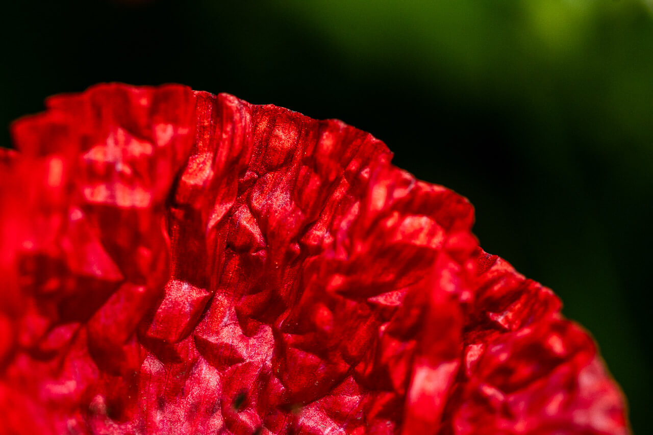 "Momigami" est bien plus qu'une simple photographie de coquelicot. C'est un voyage au cœur de la résilience et de la beauté fragile de la nature. Cette œuvre vous transporte dans un univers poétique où l'ordinaire se transforme en extraordinaire. Découvrez la force et la poésie qui émanent de ce coquelicot capturé dans "Momigami".