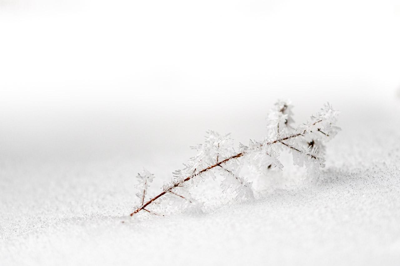 Etreinte Glacée capture un moment rare et délicat dans le Pilat en hiver, où une brindille solitaire, ornée de cristaux de glace, repose sur une étendue de neige immaculée.
