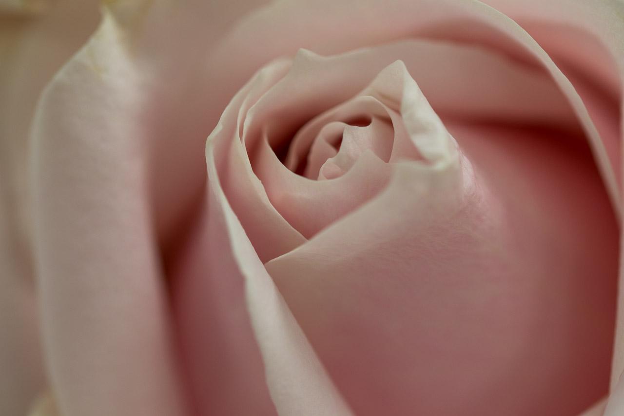 Explorez la délicate 'Whisper de Rose', une œuvre en macrophotographie qui célèbre la subtile beauté d'un bouton de rose pastel.
