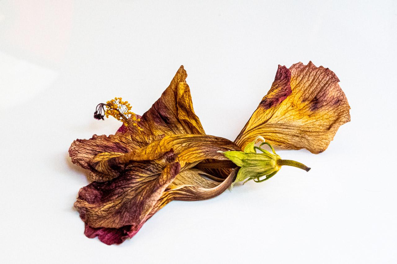 Dernier Instant capture l'élégance d’une fleur d’hibiscus séchée, saisie dans sa transformation ultime. Jadis rouge éclatant, ses pétales se parent désormais de tons jaunes subtils, évoquant un crépuscule chaleureux.