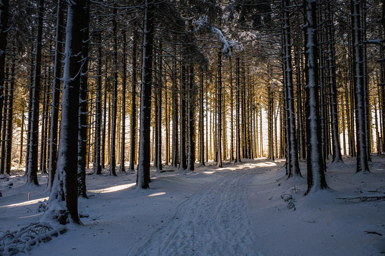 L'Orée d'Or : une forêt enneigée illuminée par une lumière dorée divine. Sérénité, beauté et magie hivernale capturées en une photo d'art unique.