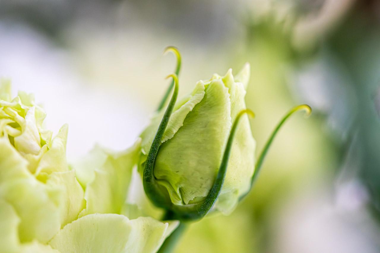 Rêve Pâle, une photographie envoûtante d’un bouton de rose pastel, capturant douceur et renaissance.
