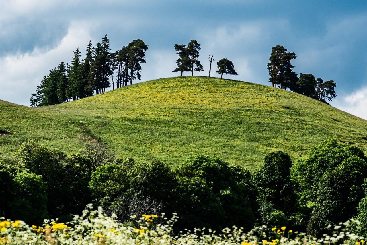 Photographie couleur prise dans le Cantal, Colline Hirsute révèle un paysage sauvage et poétique, où les arbres dessinent une crête étonnante.
