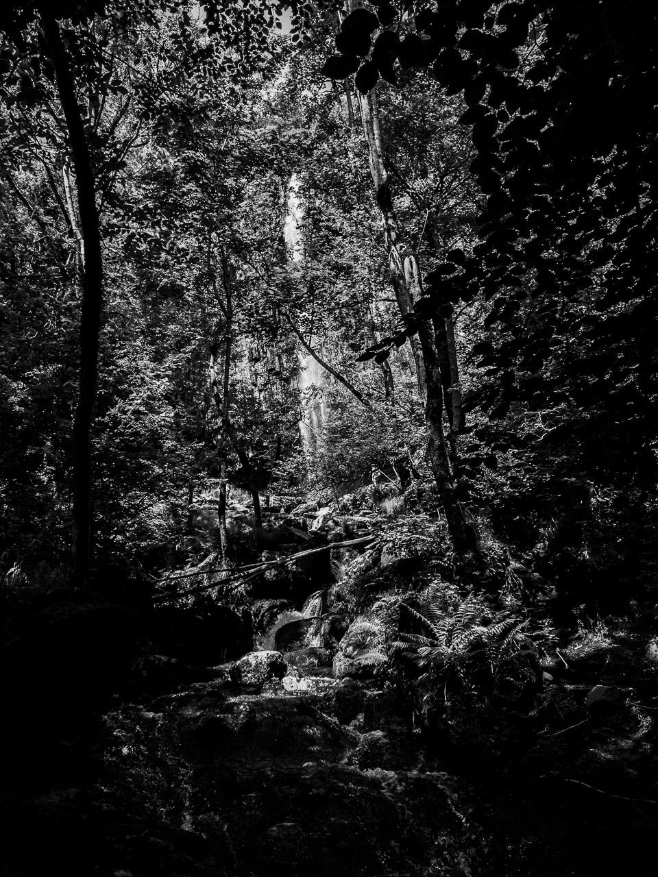 Forêt Gravée est une photographie en noir et blanc prise dans le Cantal, où la densité végétale efface presque une cascade discrète.