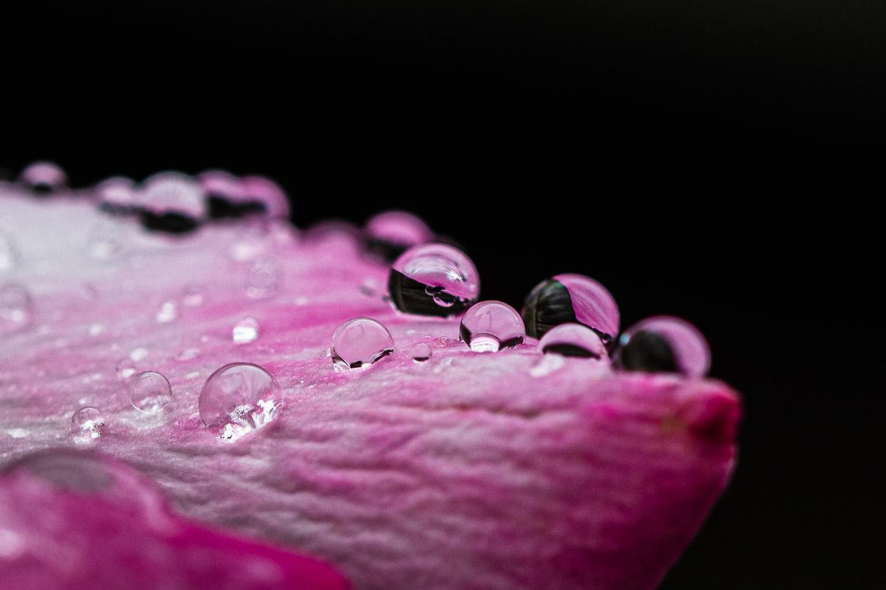 Oeufs de Brume est une photographie issue de la série Shikichou, capturant un instant suspendu sur un pétale rose. Entre douceur et étrangeté, chaque goutte devient un microcosme fragile, reflet inversé d’un monde en silence.