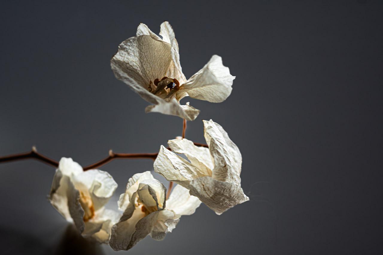 Mémoire Froissée est une photographie d’art signée issue de la série Shitsukan. Elle révèle la texture délicate d’orchidées séchées sublimées par une lumière douce.