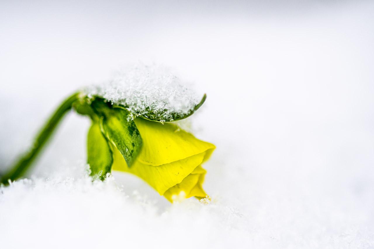 Petite Résistance : une fleur jaune sous la neige, délicate et tenace. Un tirage Libre signé, poétique et apaisant, parfait pour sublimer votre intérieur.