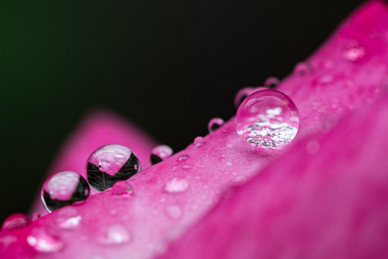Photographie macro montrant une goutte d’eau suspendue sur un pétale rose, jeu de texture et de matière, œuvre intitulée Avant l’Oubli issue de la série Shitsukan, signée par Thierry Stentzel.