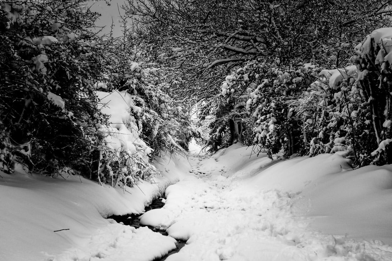 Photographie noir et blanc d’un chemin enneigé bordé d’arbres, issue de la série Keshiki, intitulée Silence Épais, par Thierry Stentzel.