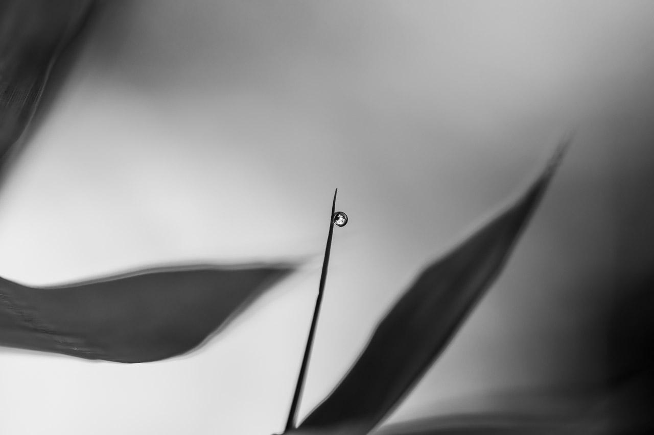 Funambule de Thierry Stentzel, photographie minimaliste en noir et blanc montrant une goutte d’eau suspendue sur une tige fine, tirage photo noir et blanc, photo d’Art nature poétique et contemplative pour décoration murale.